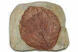 Paleocene Fossil Leaf (Davidia) - Montana #356519-1